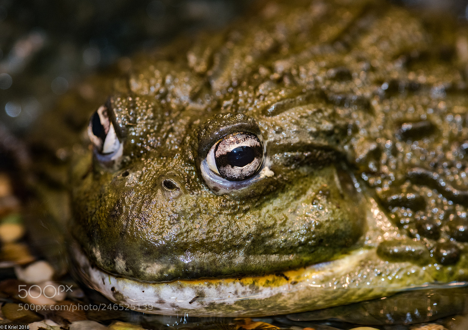 Nikon D810 sample photo. Frogs and snake from photography