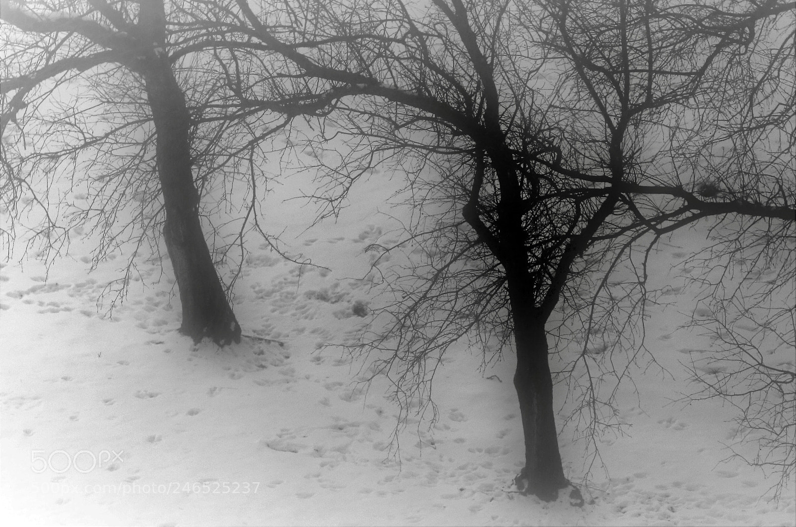 Canon EOS 7D Mark II sample photo. Morning  fog photography