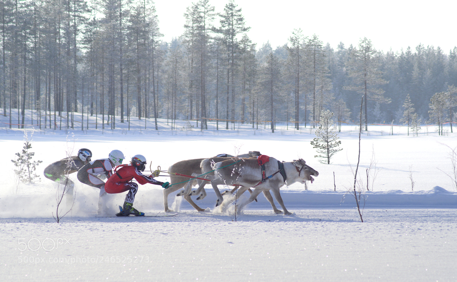 Pentax K-1 sample photo. Reindeer racing photography