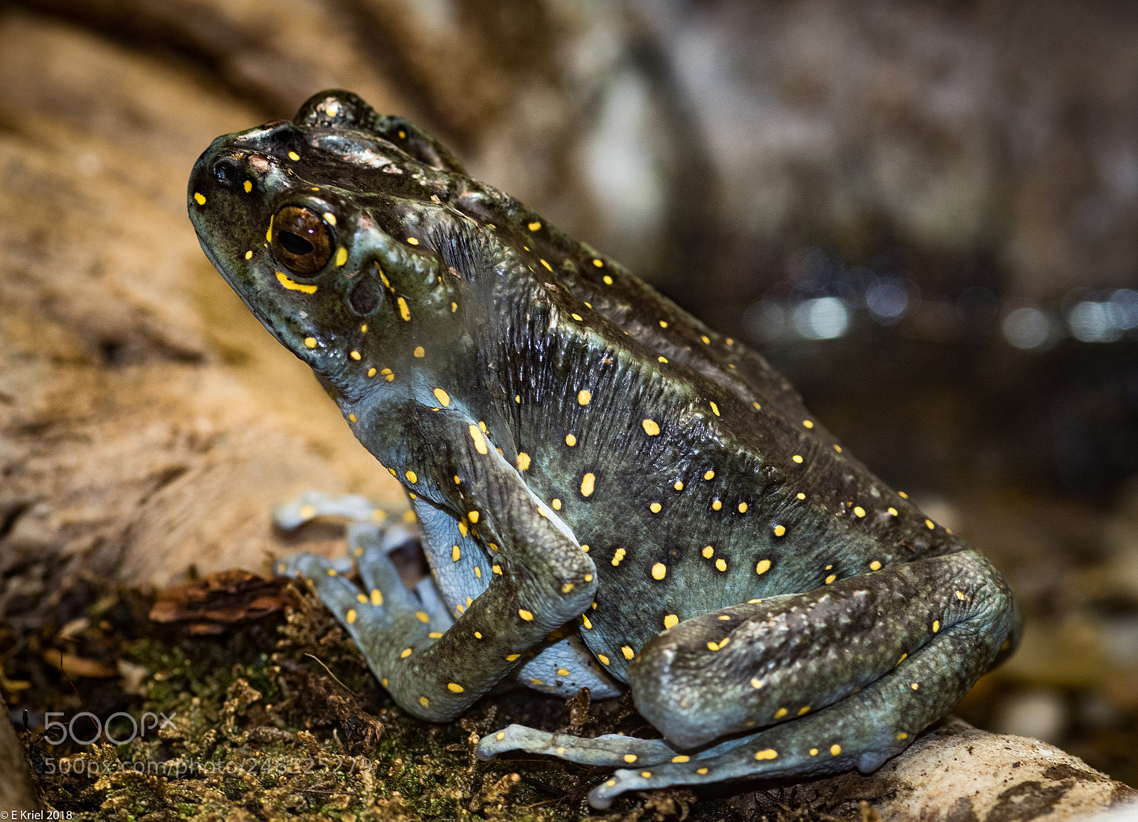 Nikon D810 sample photo. Frogs and snake from photography