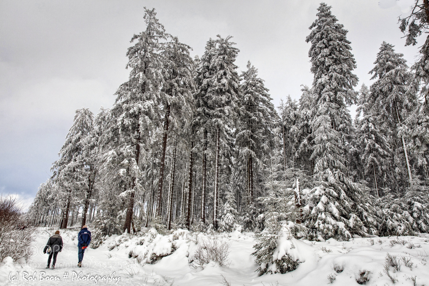 Canon EOS 5DS sample photo. Winter @ botrange 18 photography
