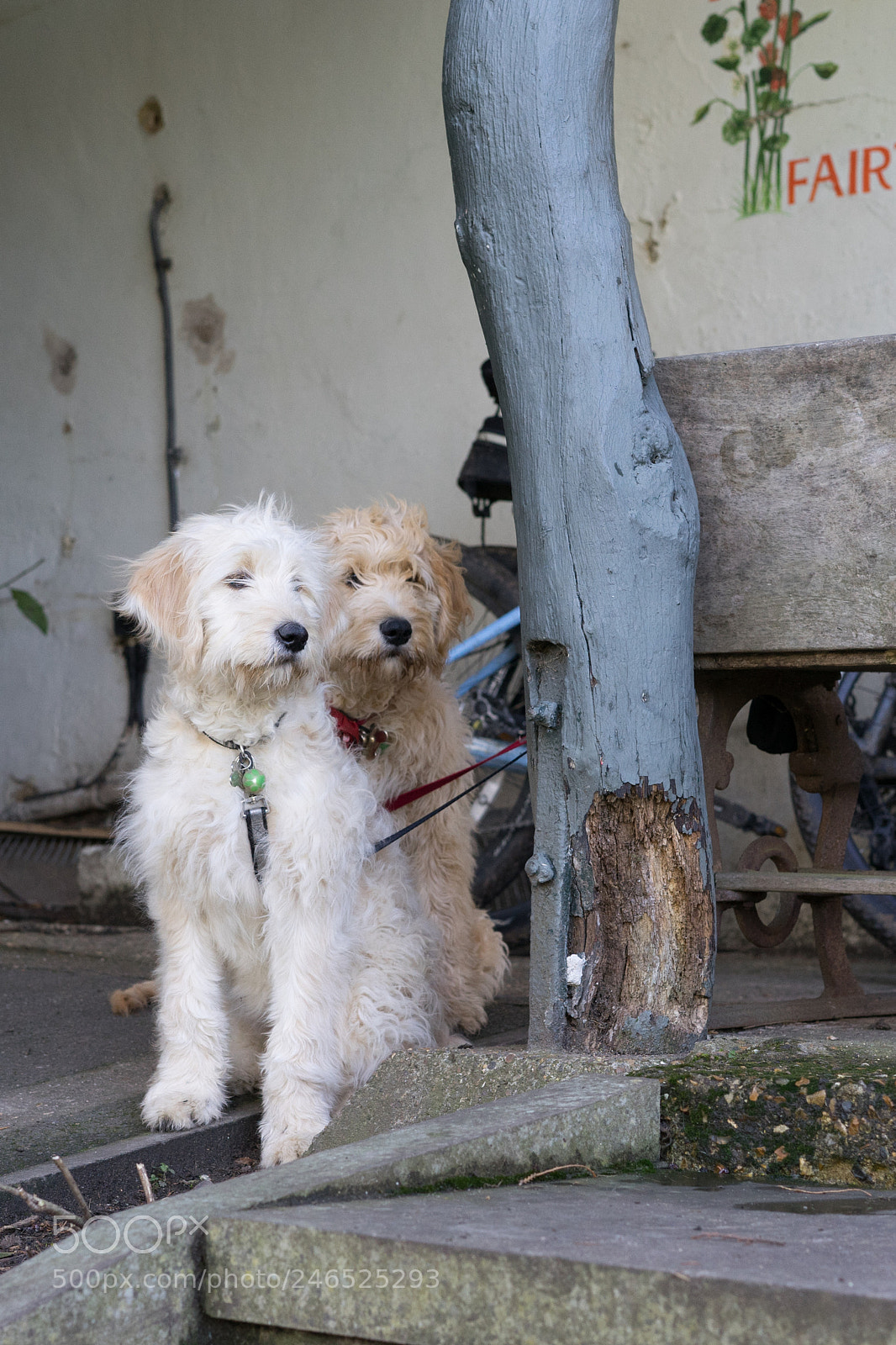 Sony a7 II sample photo. Dogs waiting in front photography