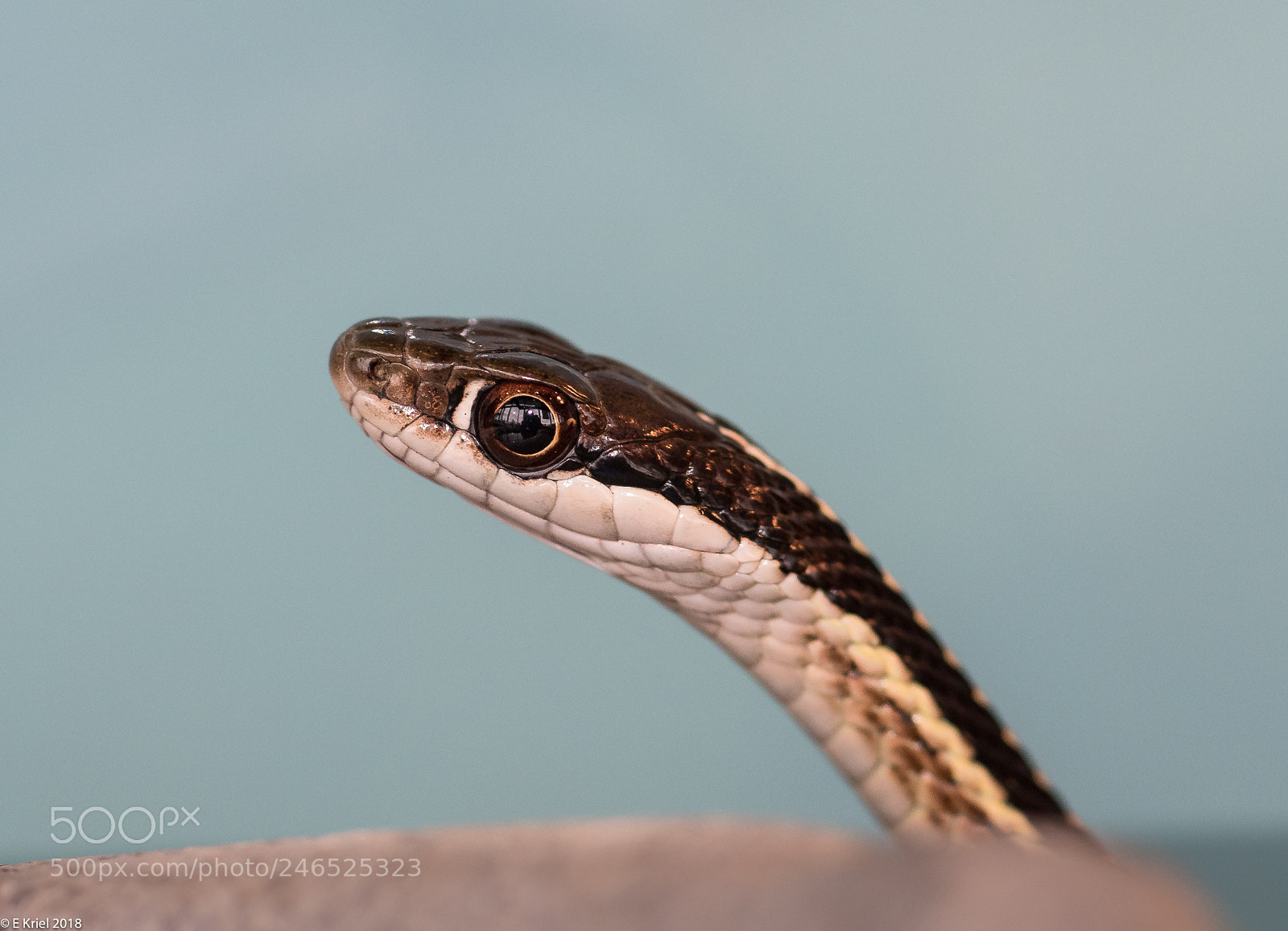 Nikon D810 sample photo. Frogs and snake from photography