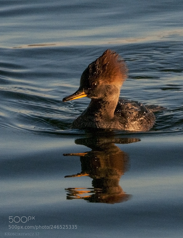 Nikon D300S sample photo. Lady hooded merganser photography