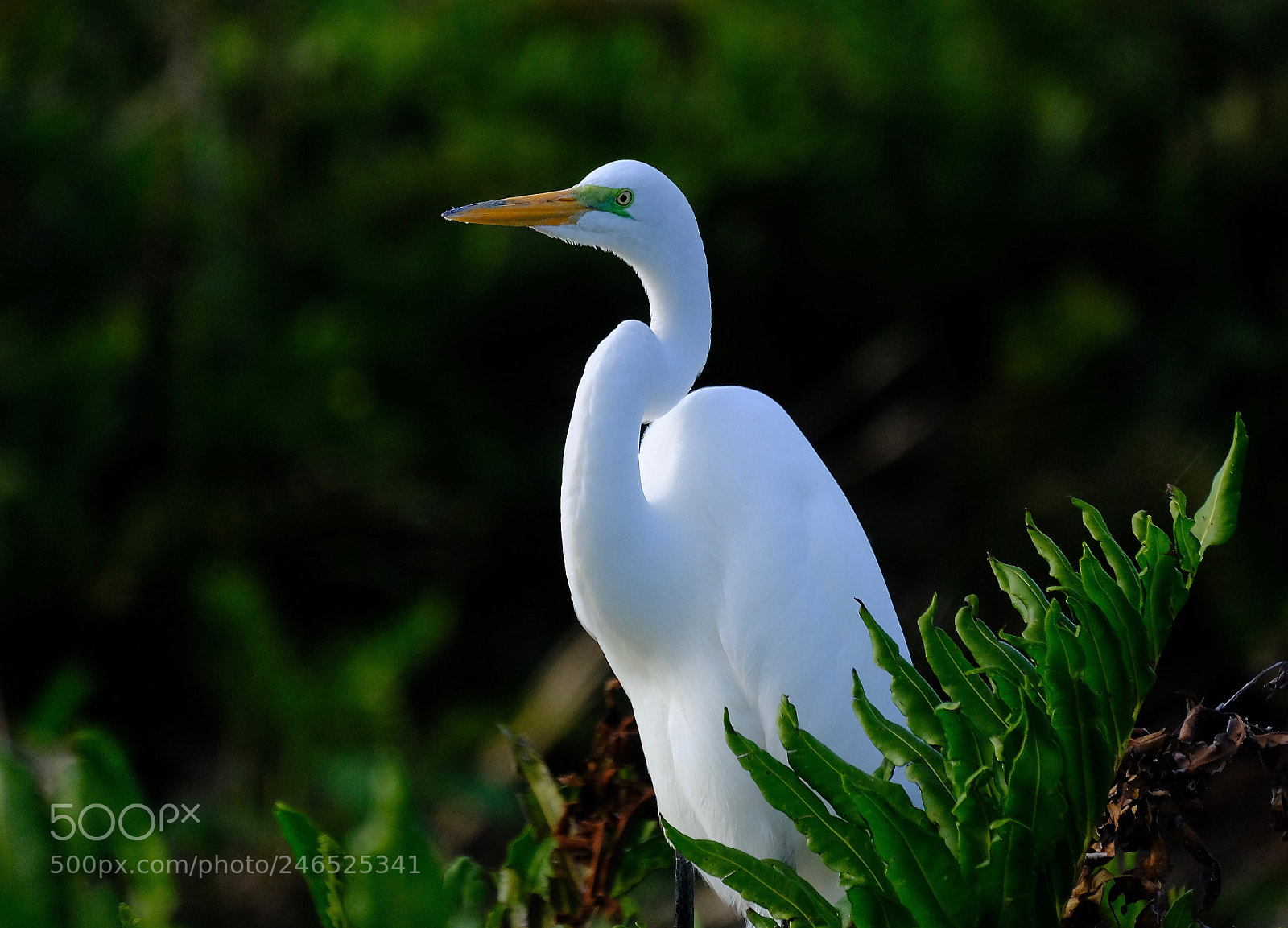 Fujifilm X-T2 sample photo. Portrait of great white photography
