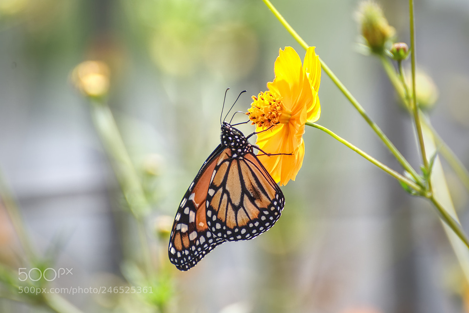 Nikon D3000 sample photo. Schmetterling photography