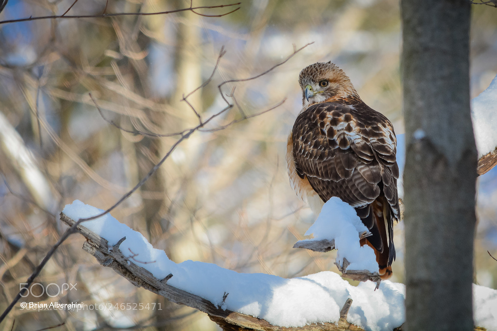 Nikon D7100 sample photo. On the hunt photography