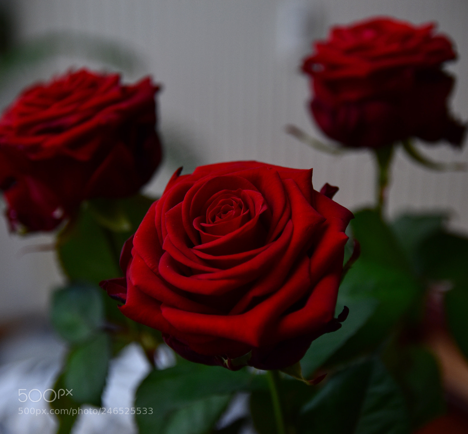 Nikon D5600 sample photo. Untitled photography