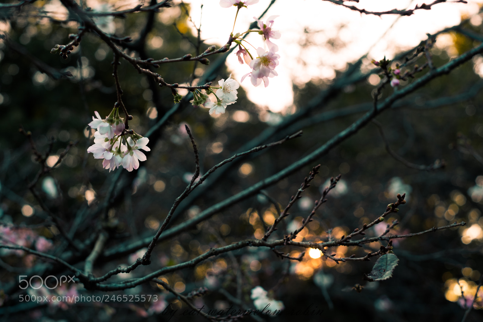 Fujifilm X-E3 sample photo. Flower photography