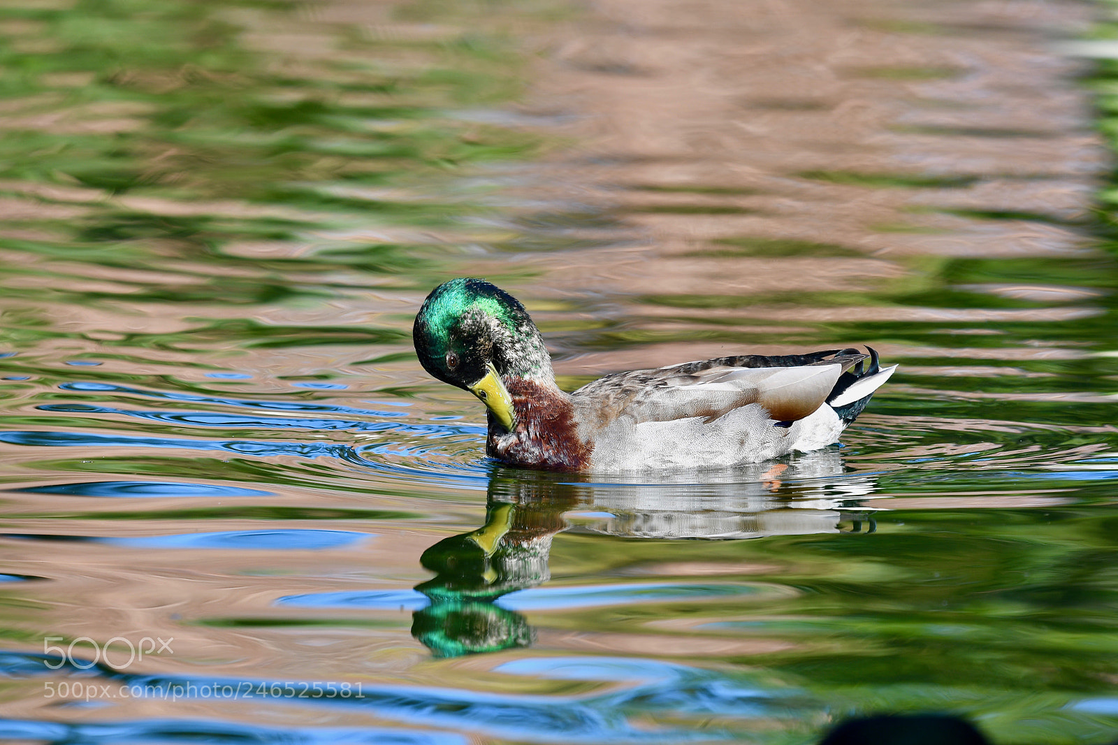 Nikon D500 sample photo. Grooming photography
