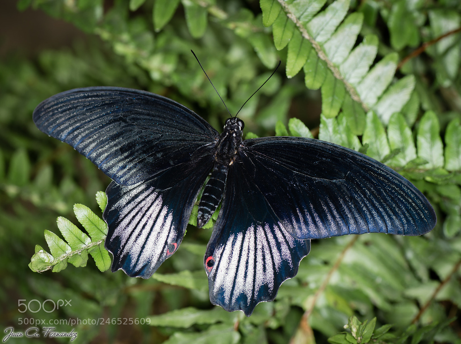 Nikon D7200 sample photo. Black butterfly photography