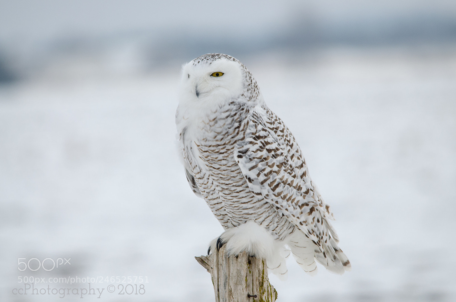 Nikon D5100 sample photo. Morning hunt photography