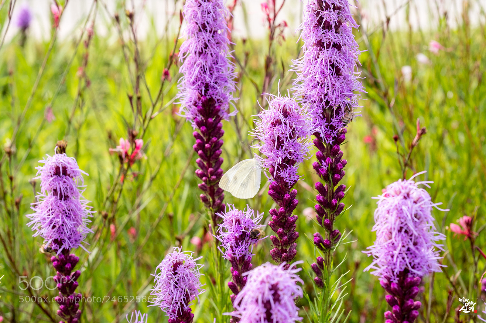 Fujifilm X-T2 sample photo. Bottle brush?? photography