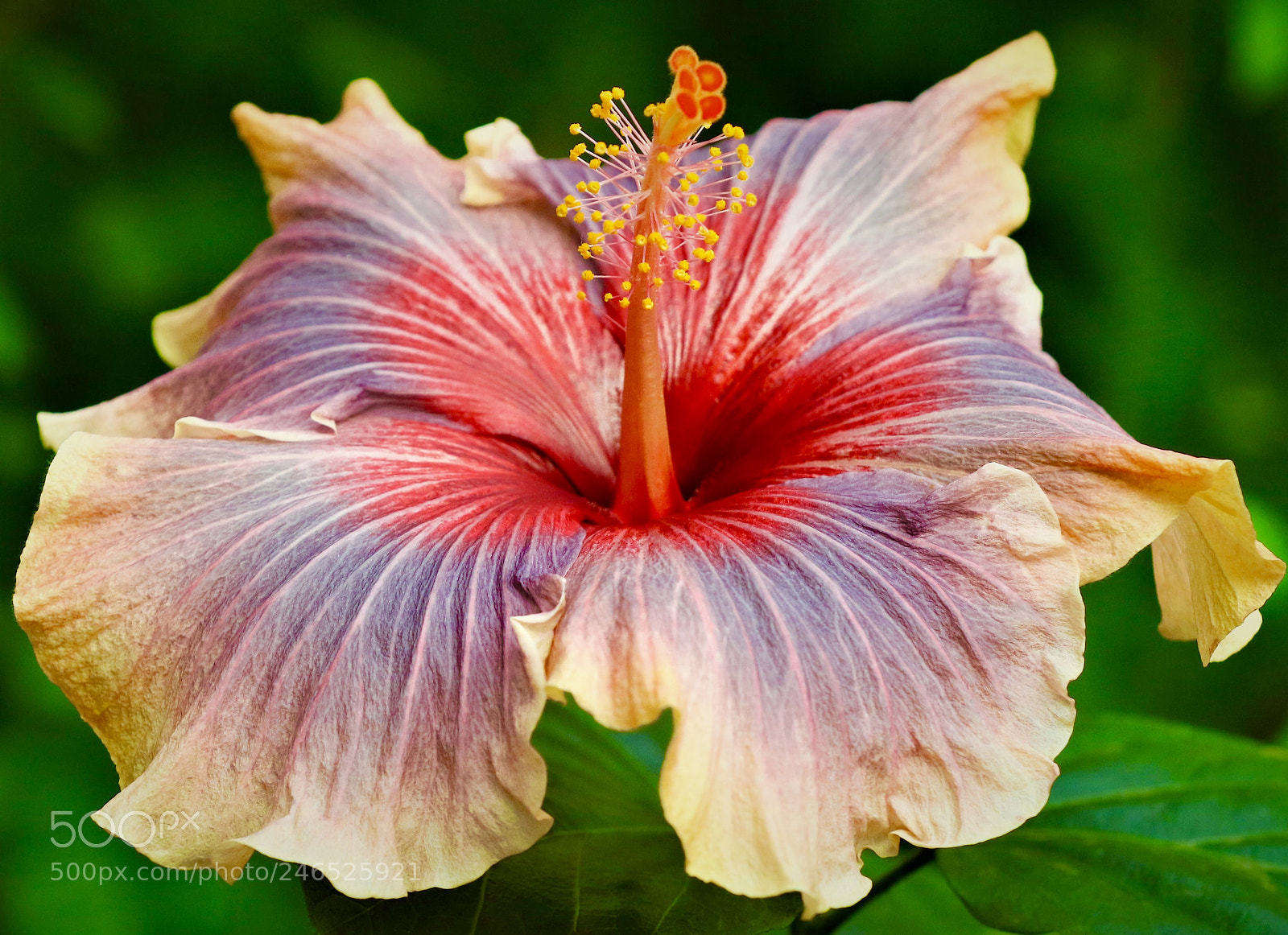 Canon EOS 7D Mark II sample photo. Hibiscus photography