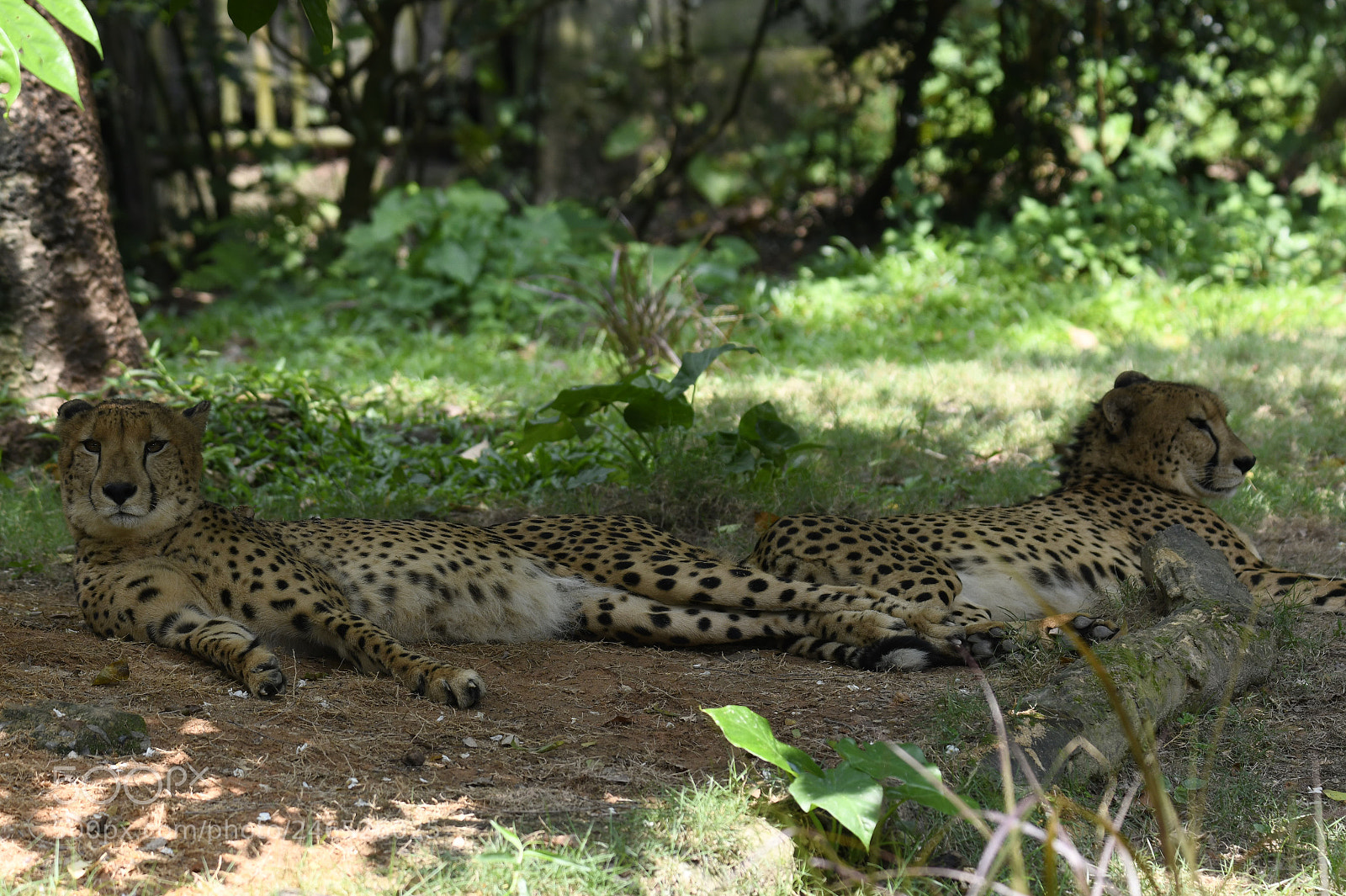 Nikon D850 sample photo. Relaxing cheetah photography