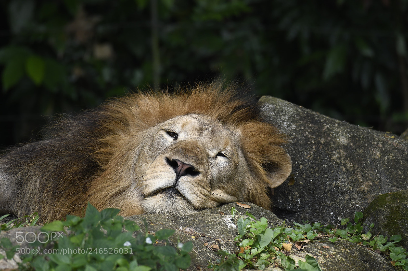 Nikon D850 sample photo. Sleeping lion photography