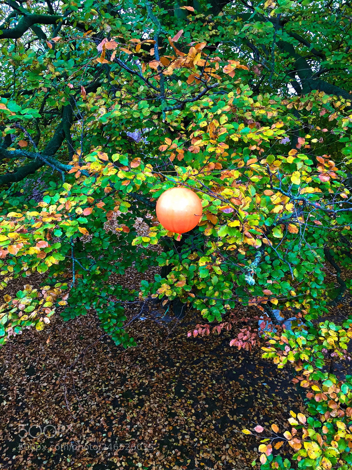 Apple iPhone 6 sample photo. Leiden 2 photography