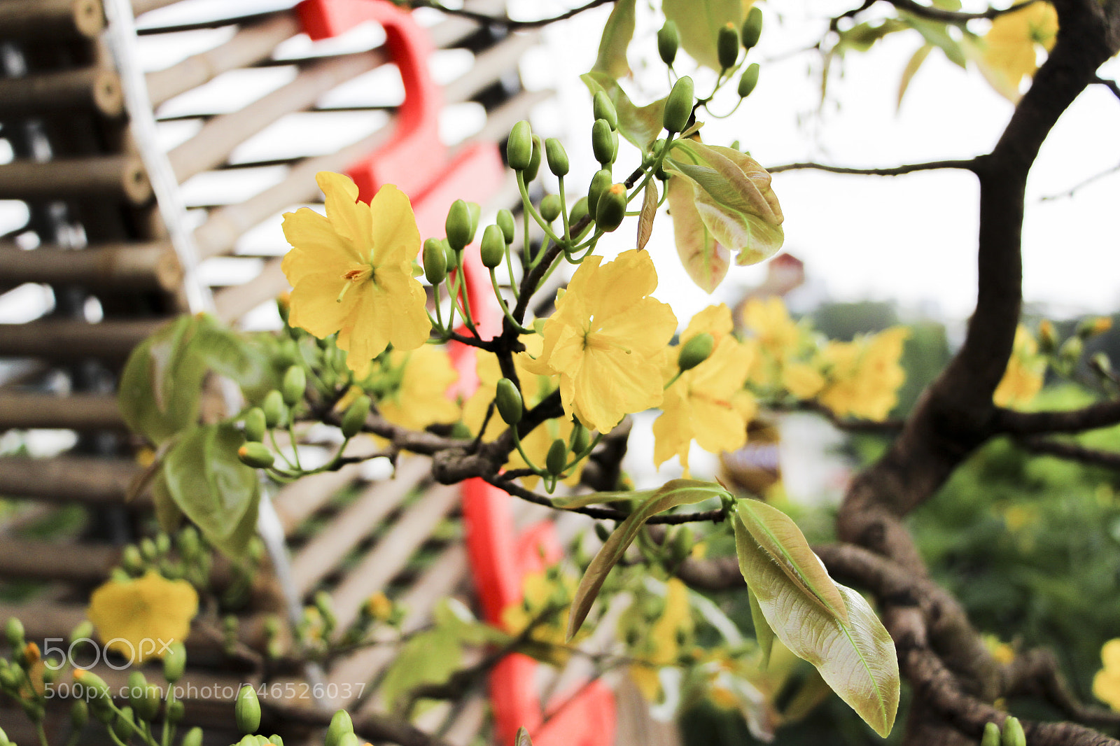 Canon EOS 700D (EOS Rebel T5i / EOS Kiss X7i) sample photo. Apricot blossom photography