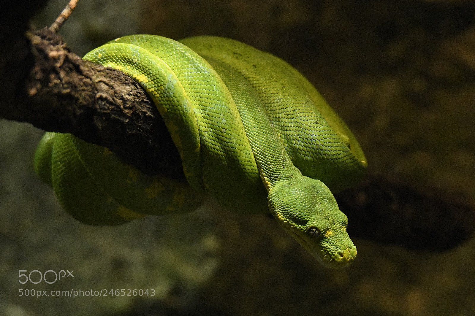 Nikon D850 sample photo. Green snake photography