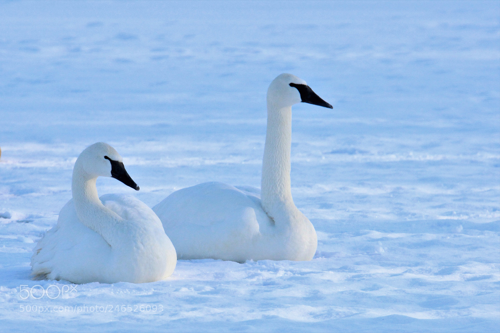 Canon EOS 600D (Rebel EOS T3i / EOS Kiss X5) sample photo. Green castle trumpeter swans photography