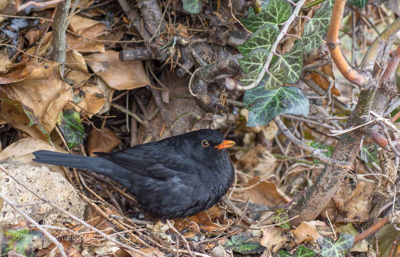 Nikon D5200 sample photo. Wings photography