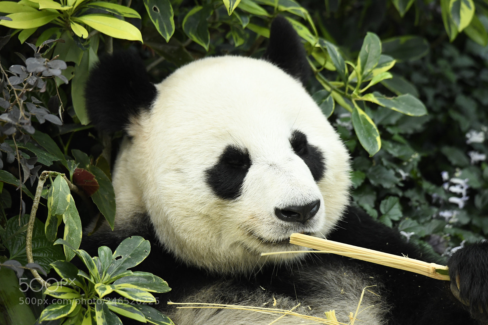 Nikon D850 sample photo. Panda photography