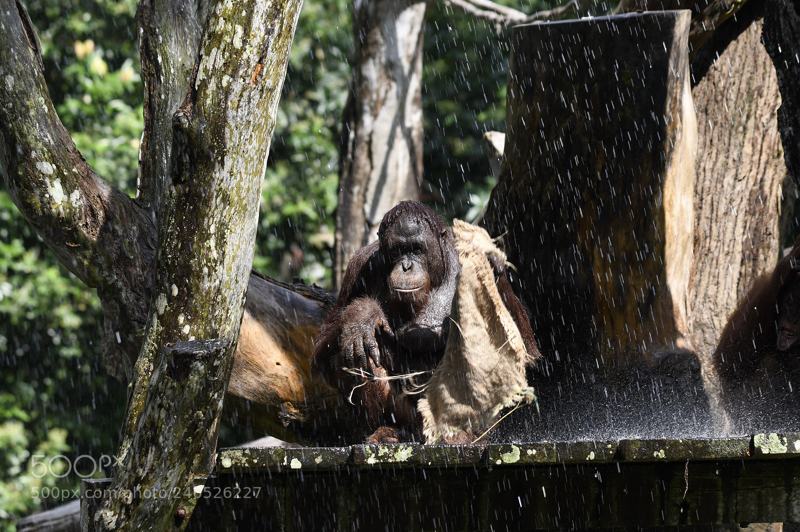 Nikon D850 sample photo. Orangutan taking shower photography
