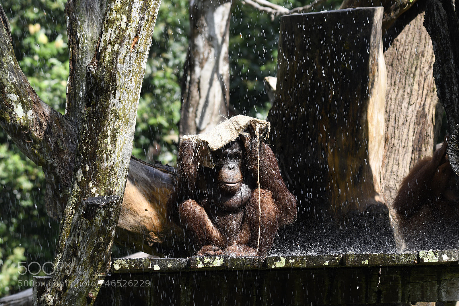 Nikon D850 sample photo. Orangutan taking shower rain photography