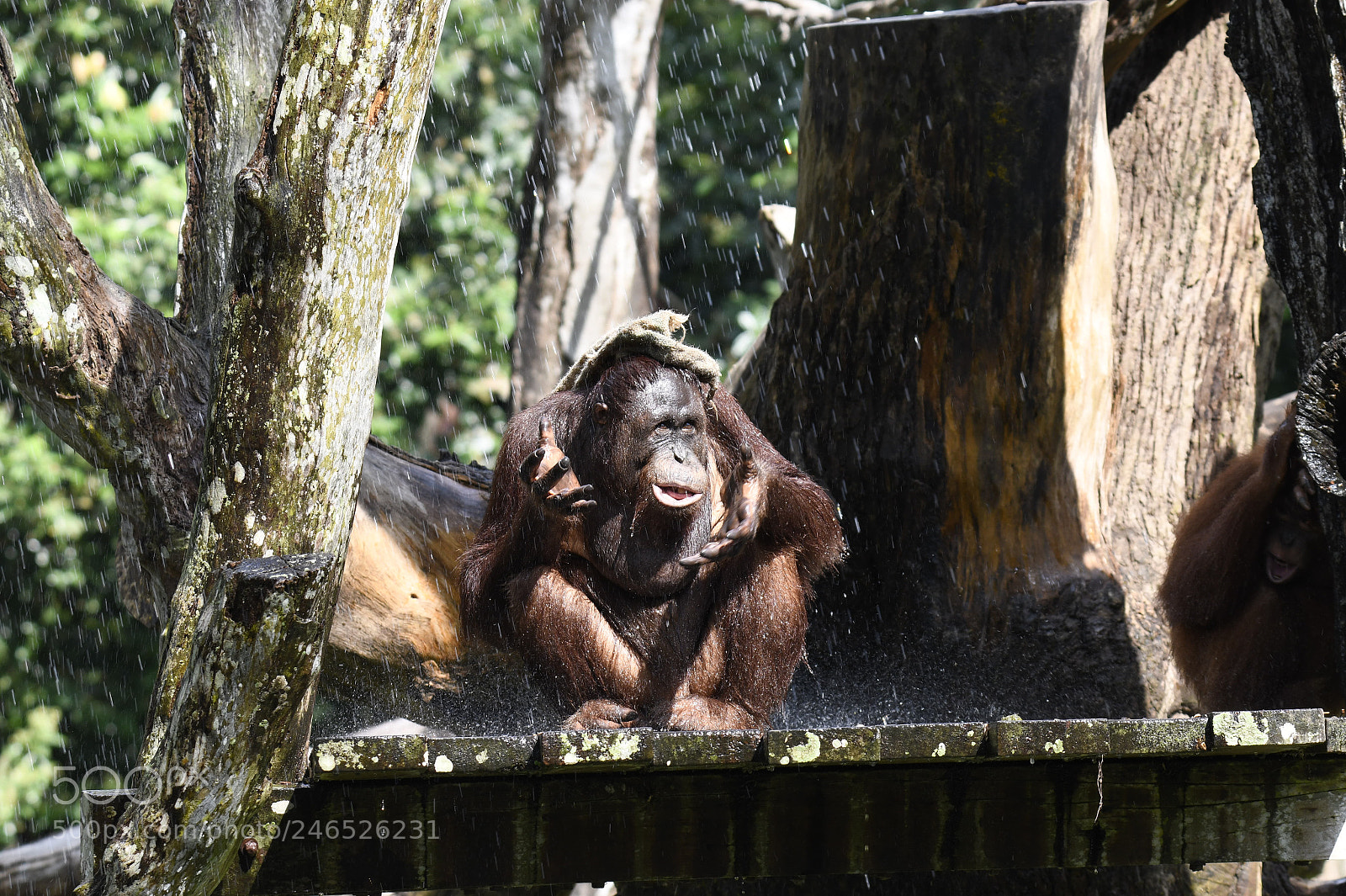 Nikon D850 sample photo. (x) photography