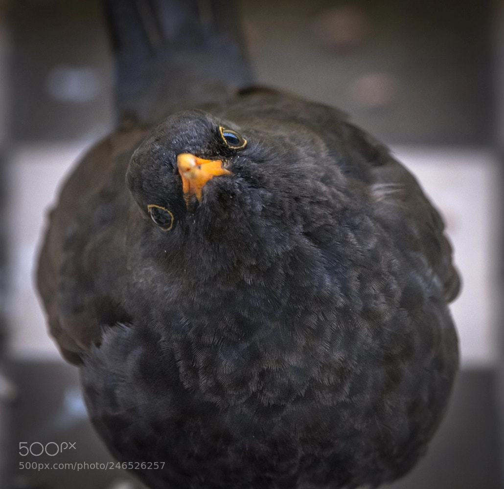 Nikon D7100 sample photo. Curious blackbird photography