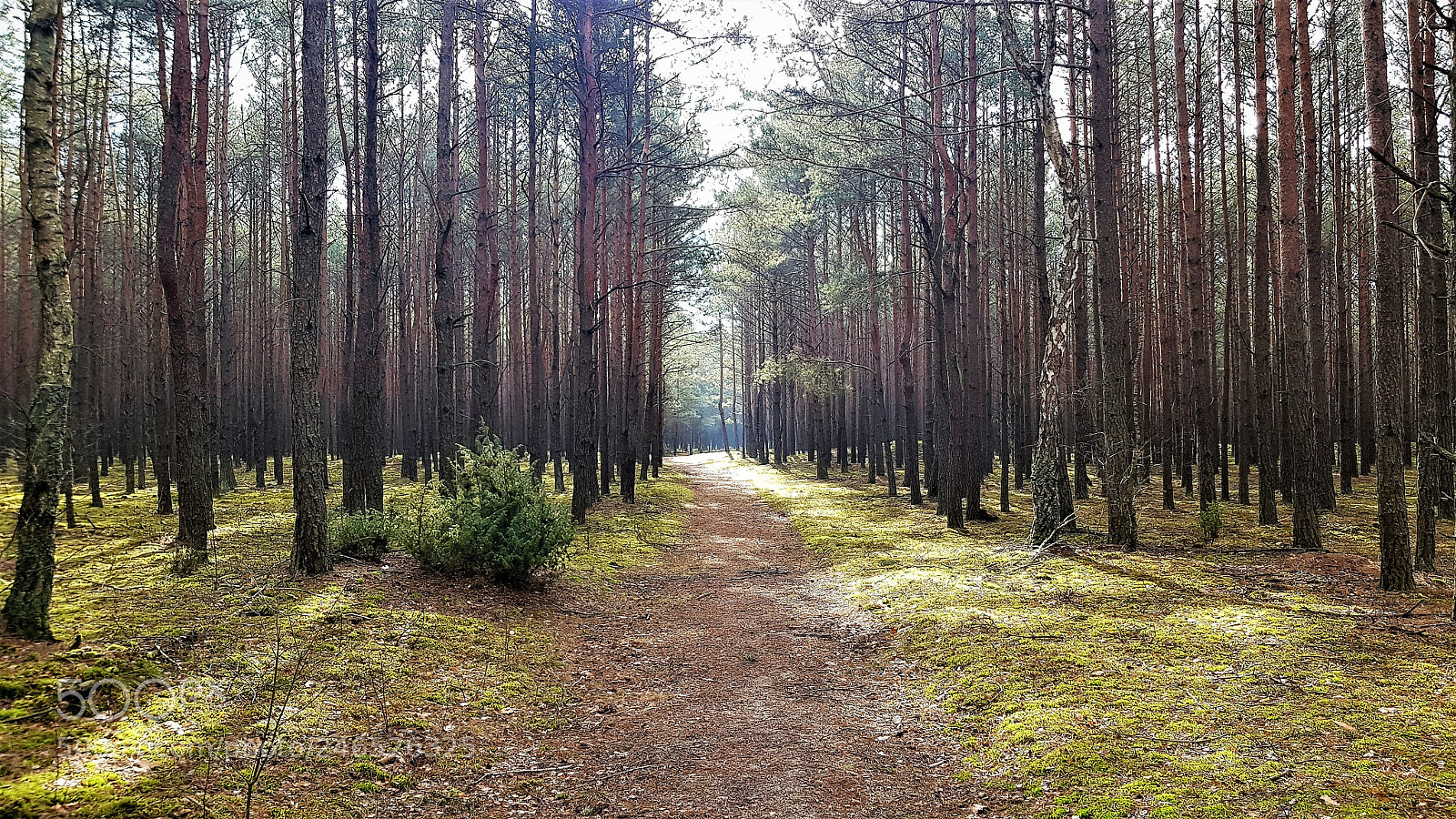 Samsung Galaxy S8+ sample photo. Forest. photography