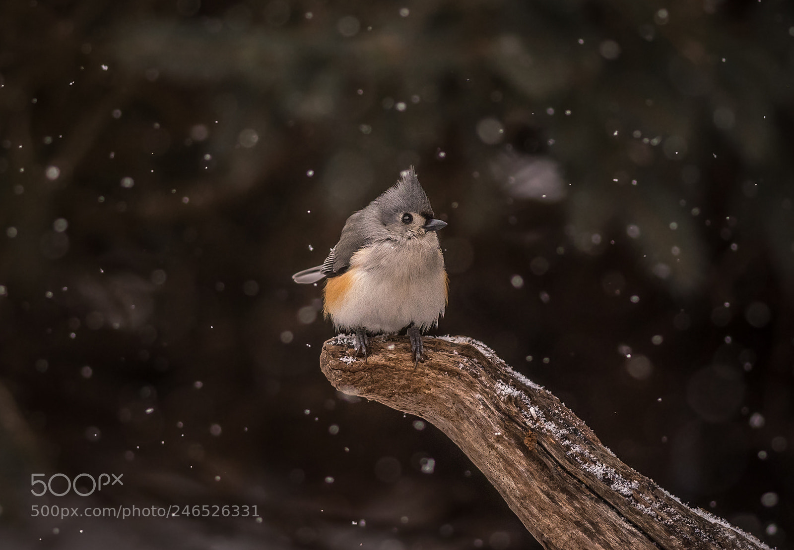 Nikon D500 sample photo. Tufted titmouse in falling photography