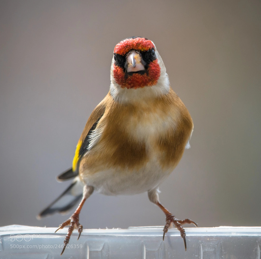 Nikon D7100 sample photo. Goldfinch photography