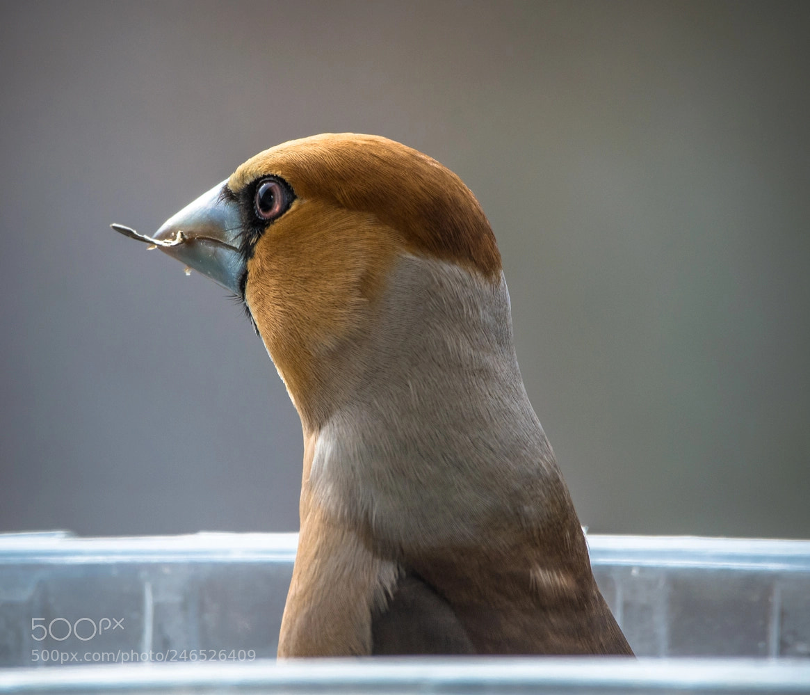 Nikon D7100 sample photo. Hawfinch portrait photography