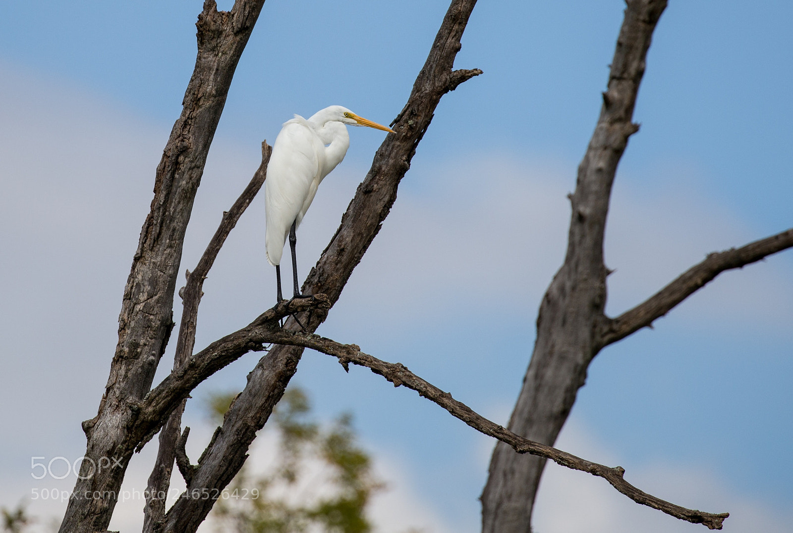 Canon EOS 6D sample photo. Great egret perched photography