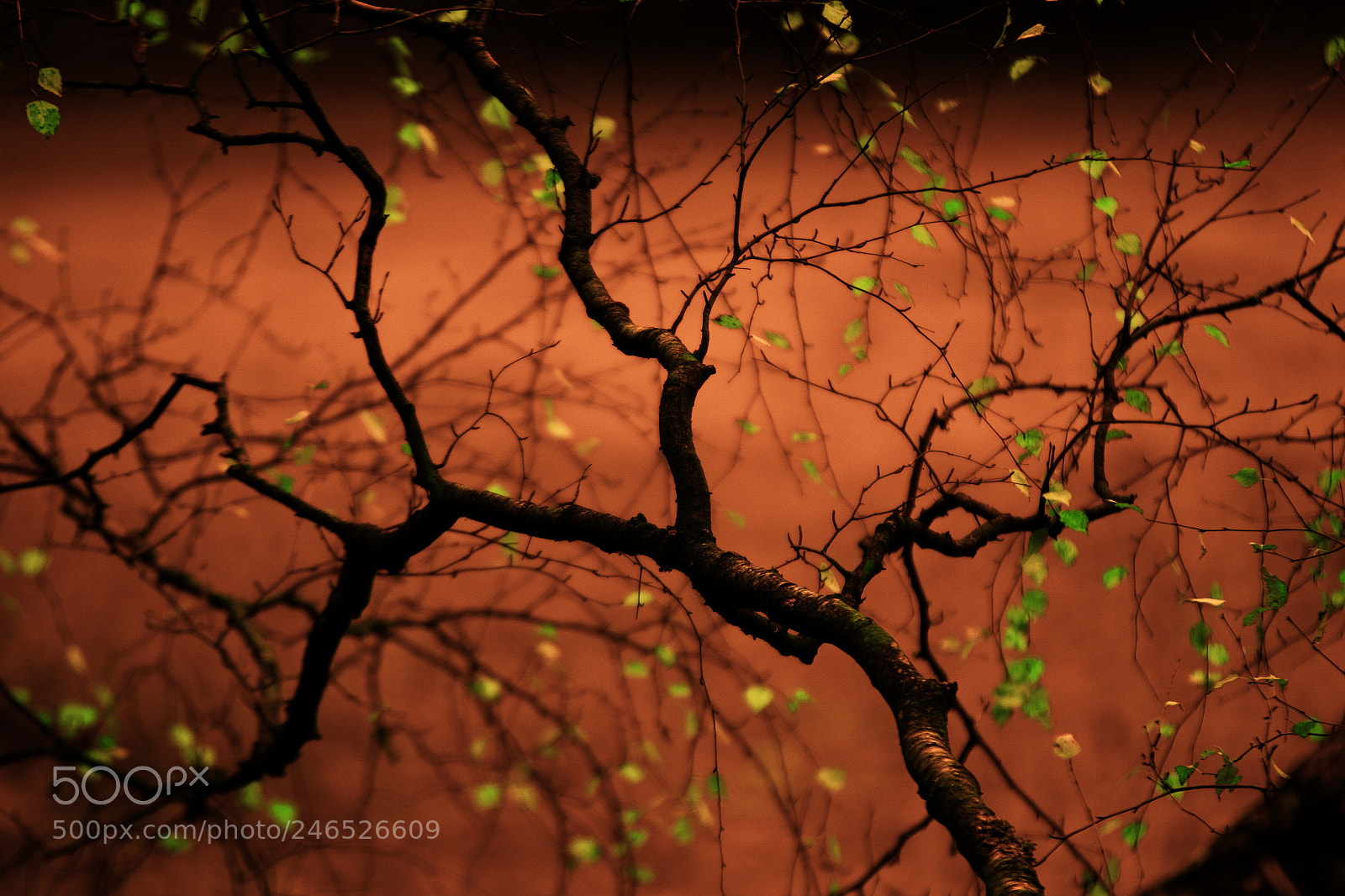Canon EOS 50D sample photo. Sonnenuntergang photography