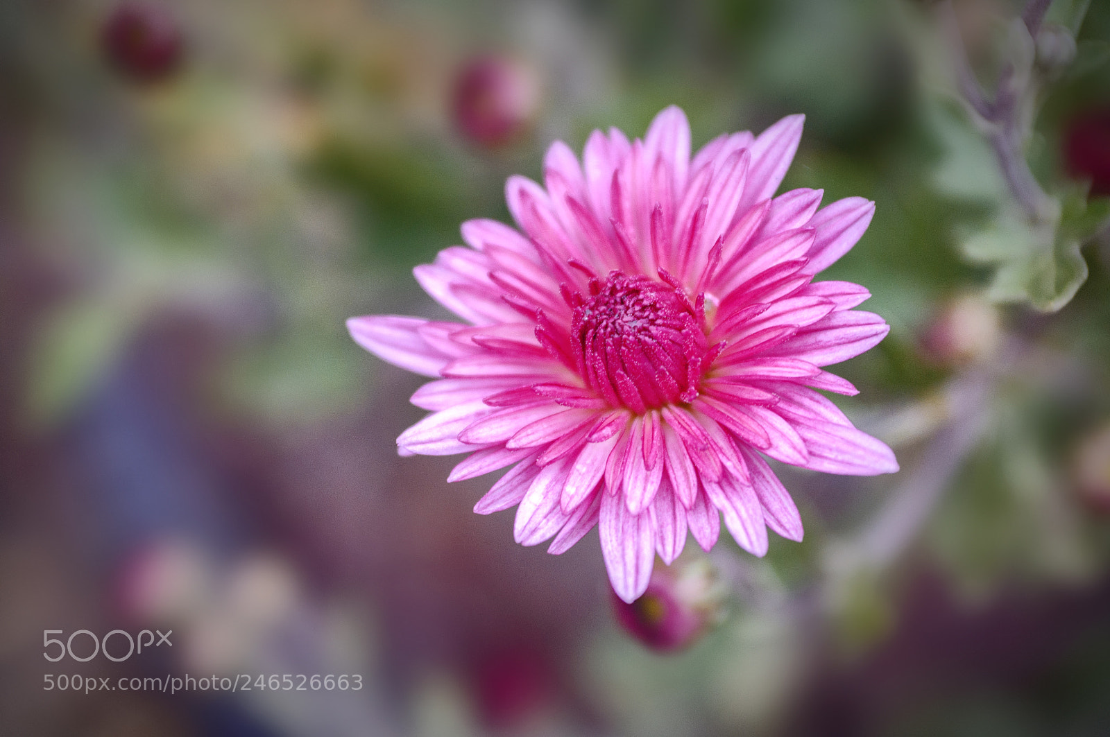 Nikon D90 sample photo. ... photography
