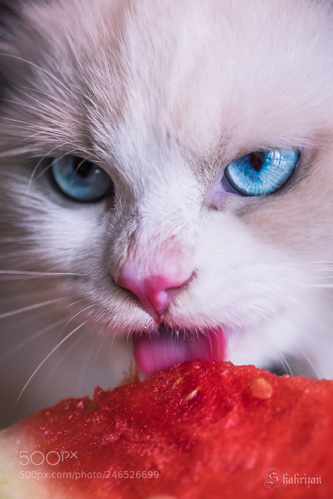 Nikon D500 sample photo. Enjoying eating watermelon photography