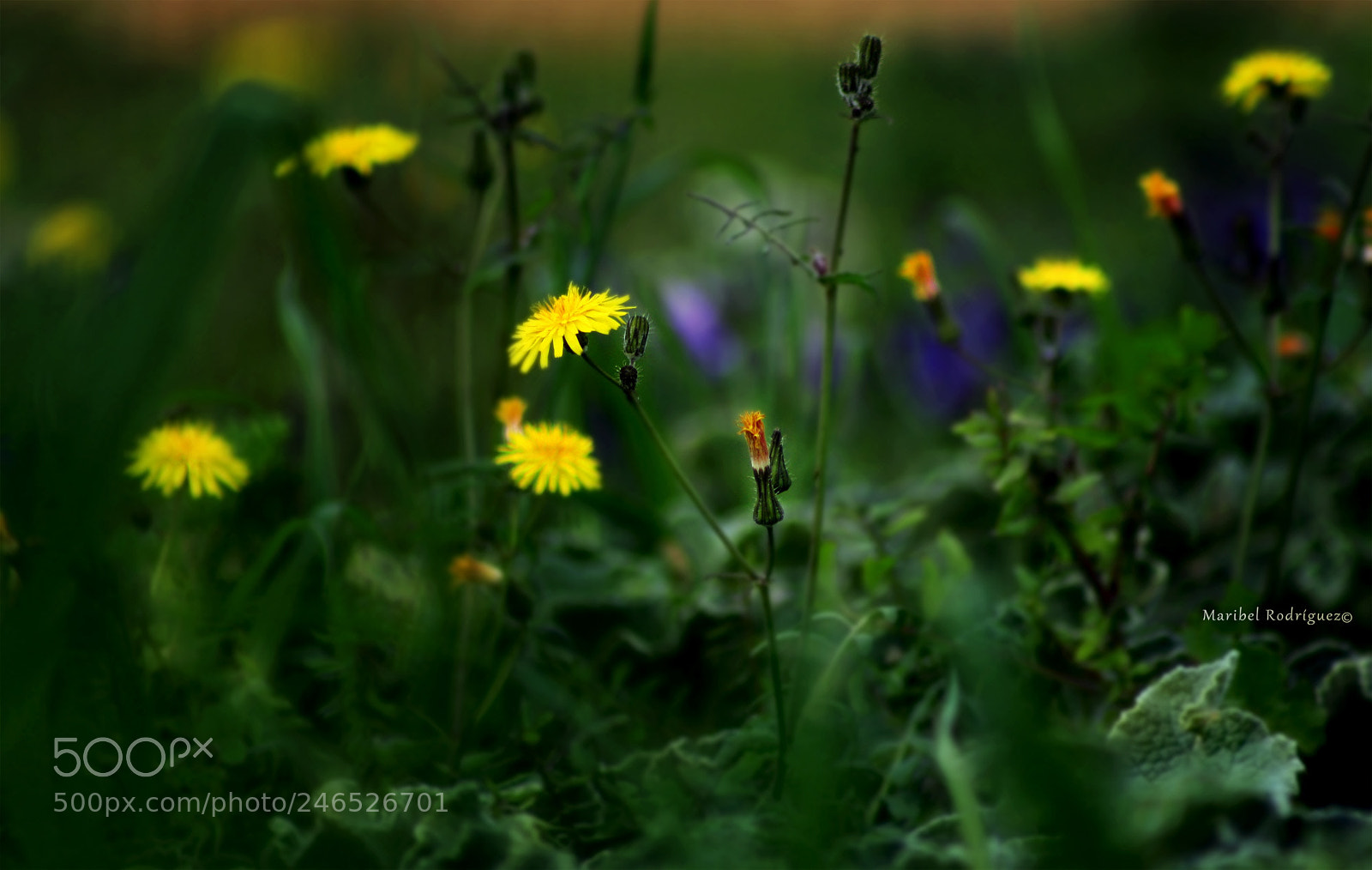 Canon EOS 1000D (EOS Digital Rebel XS / EOS Kiss F) sample photo. Flores photography