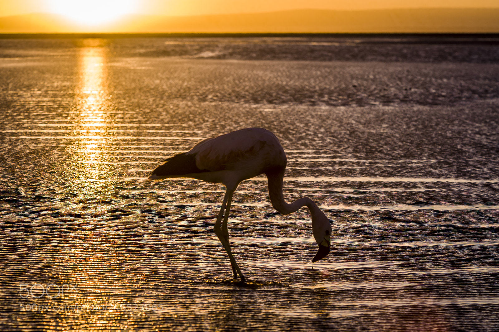 Nikon D3 sample photo. Dinner at sunset photography