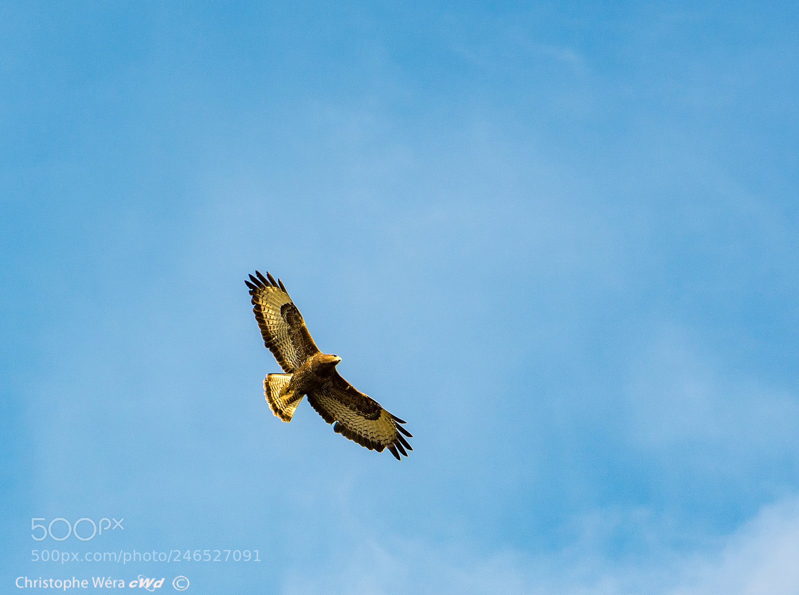 Nikon D800 sample photo. "rapace" photography