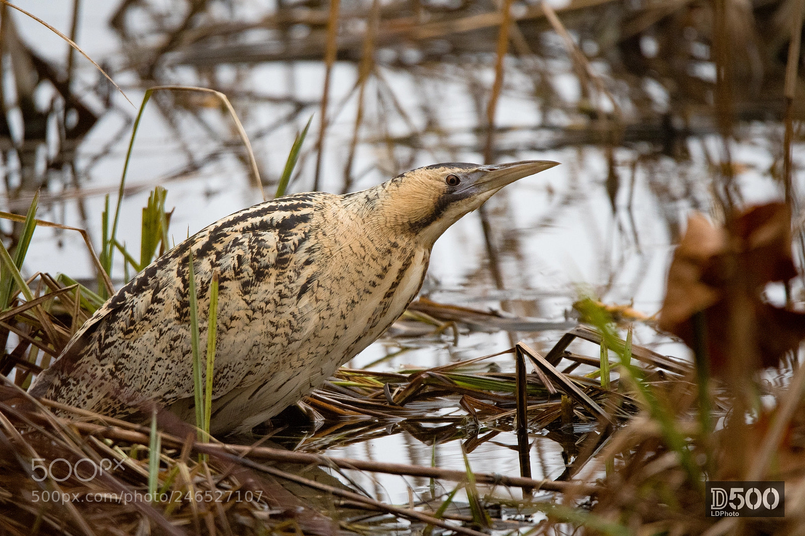 Nikon D500 sample photo. Eurasian bittern (botarus stellaris) photography
