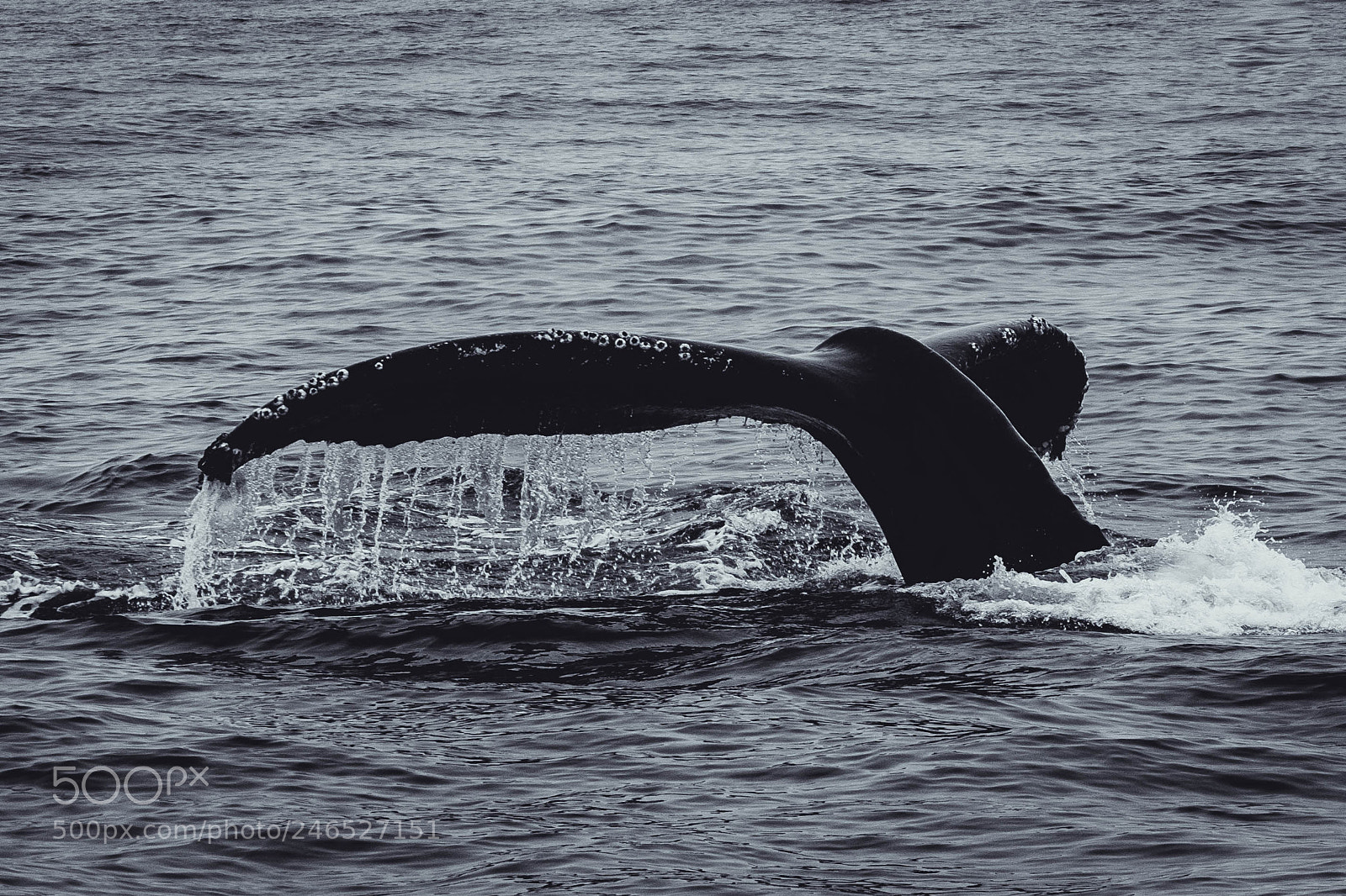Fujifilm X-T2 sample photo. Humpback whale photography