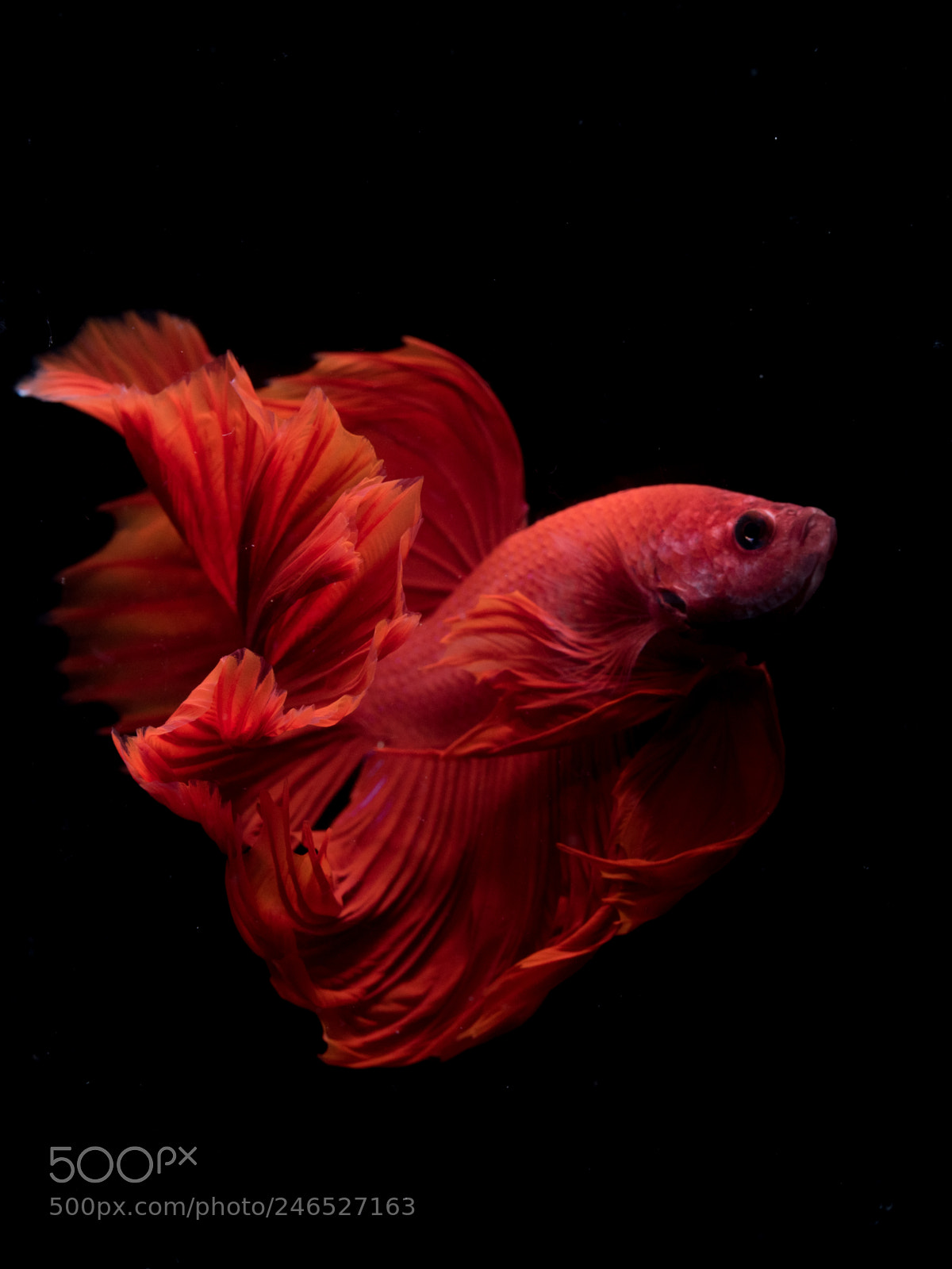 Nikon D810 sample photo. Betta photography