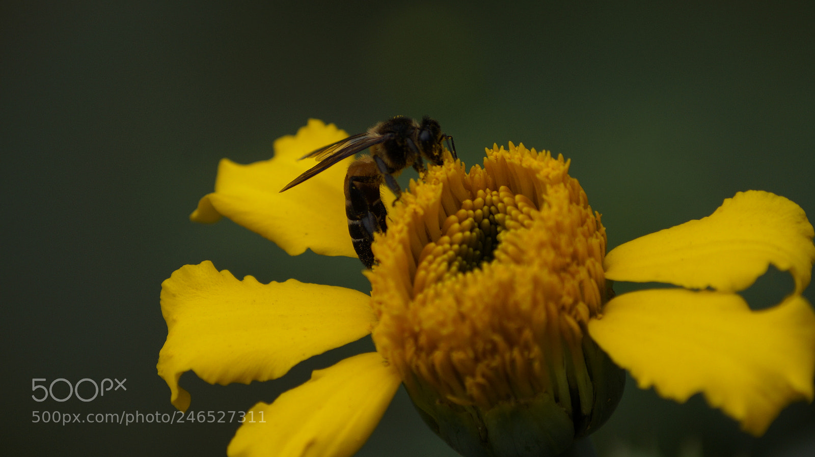 Sony DT 55-200mm F4-5.6 SAM sample photo. Nature... photography