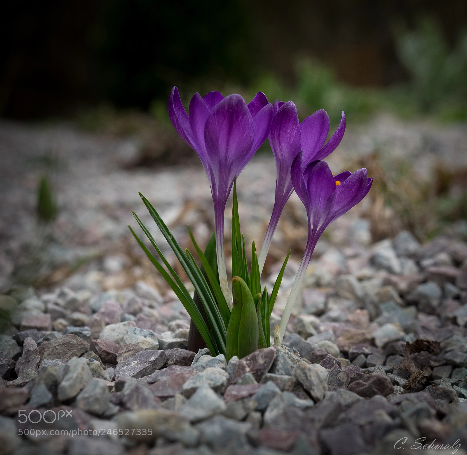 Olympus OM-D E-M1 sample photo. Spring signs photography
