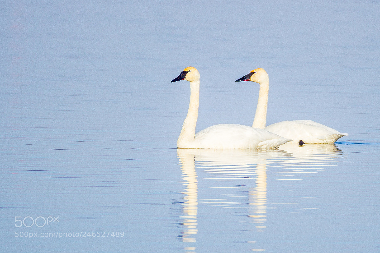 Canon EOS-1D Mark IV sample photo. Trumpeter swans photography