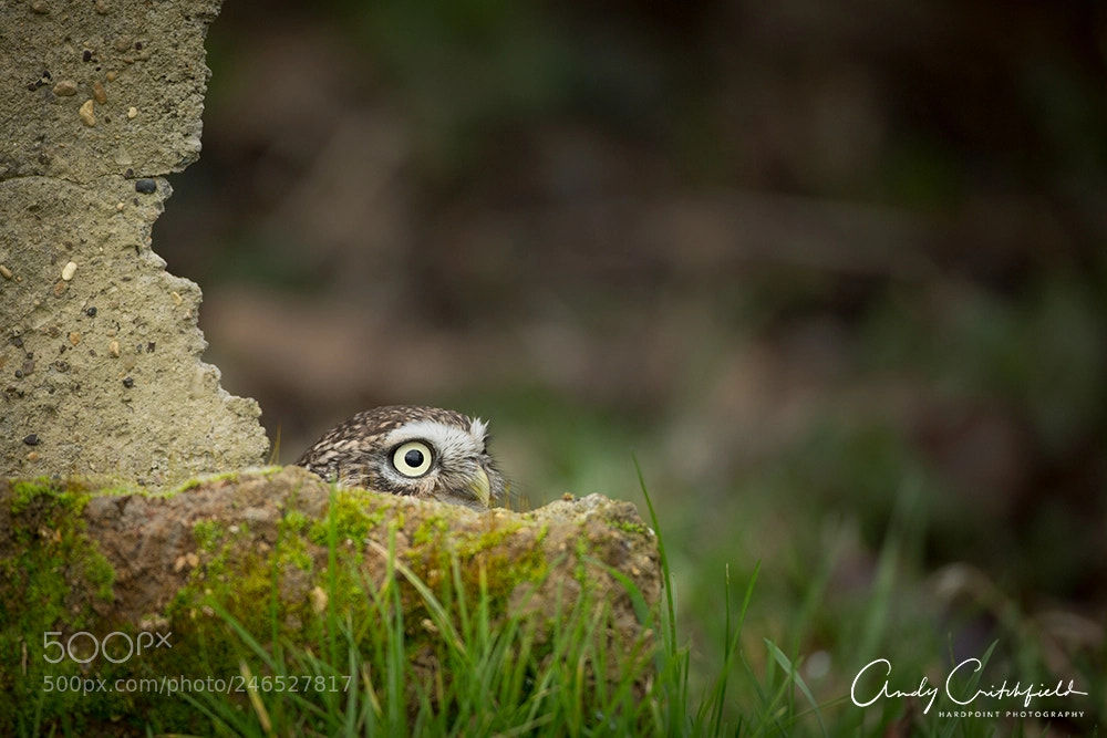 Canon EOS-1D X sample photo. Peek-a-boo photography