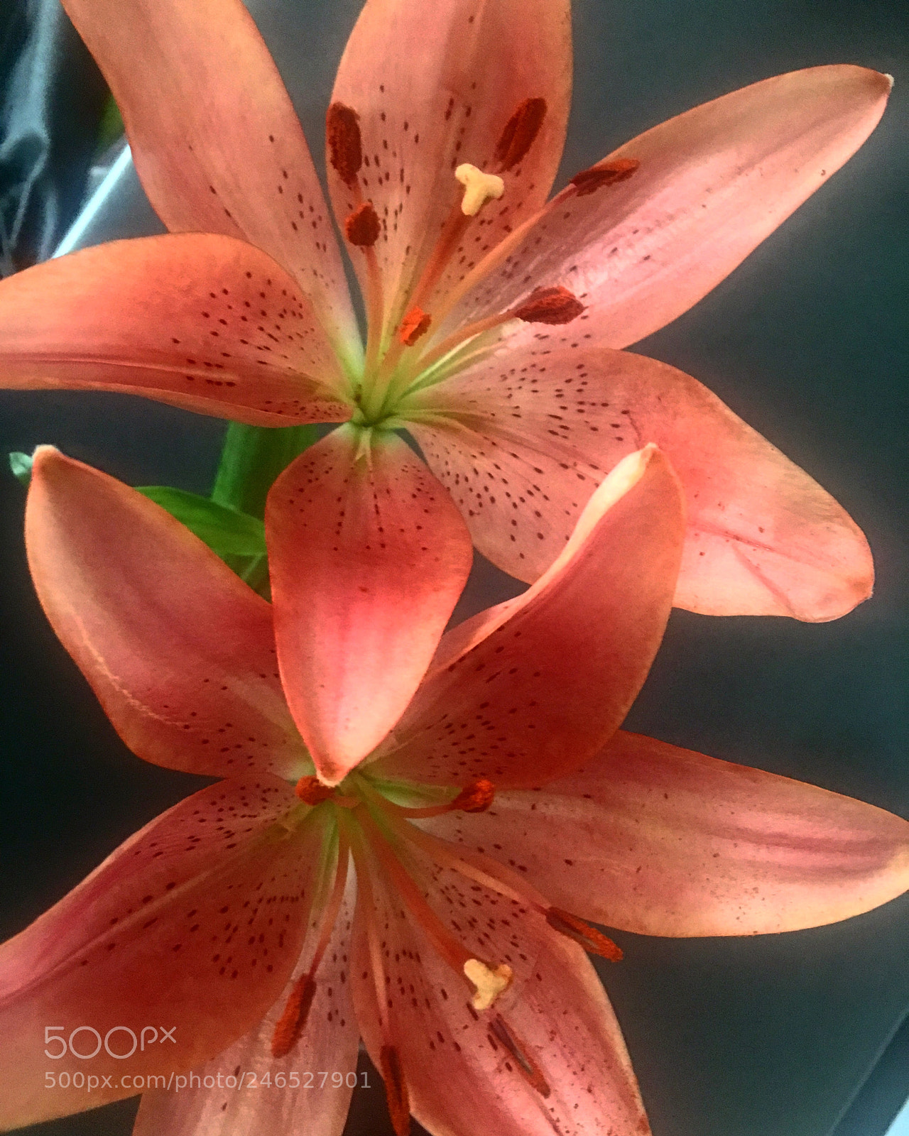 Apple iPhone 6s Plus sample photo. Untitled photography