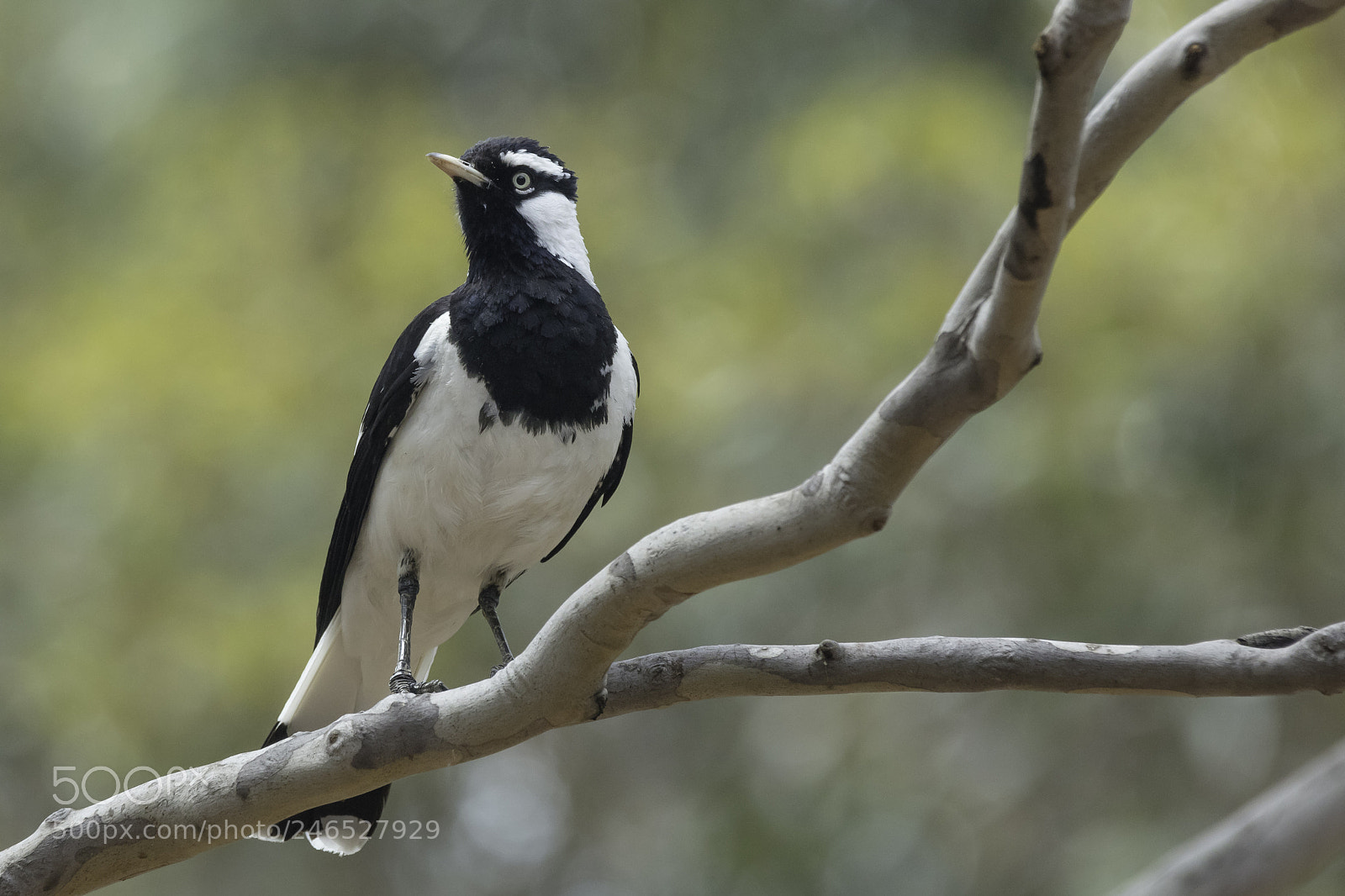 Canon EOS 5DS sample photo. Magpie-lark photography